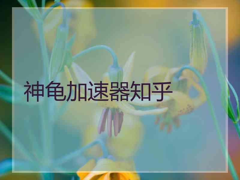 神龟加速器知乎